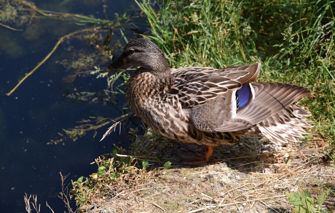 Ducks in Kopacki rit